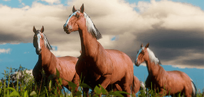 Всё, что нужно знать о лошадях в Red Dead Redemption 2