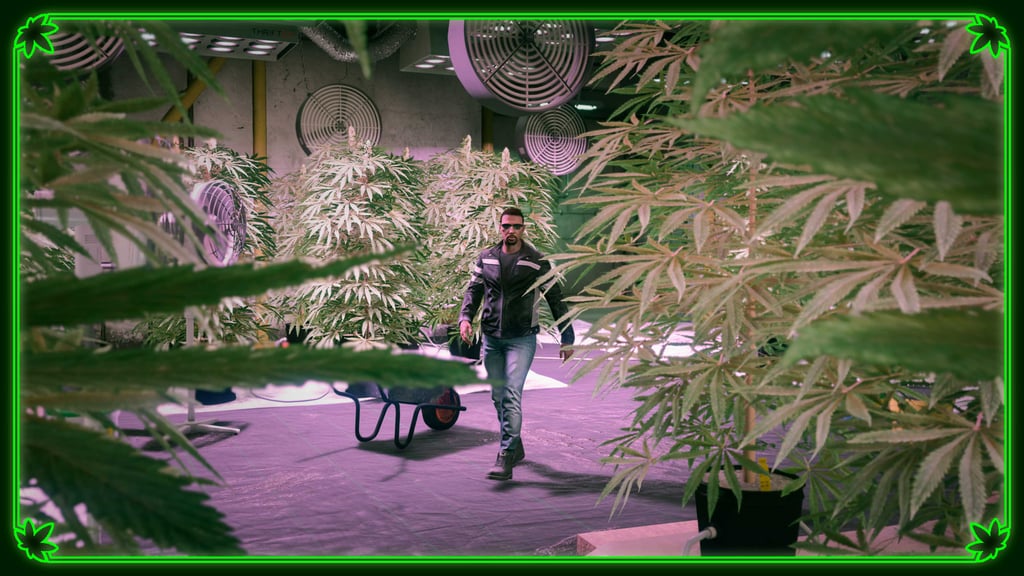 Weed Farm Businesses, GTA Online